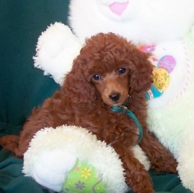 Home Poplar Lane Poodles