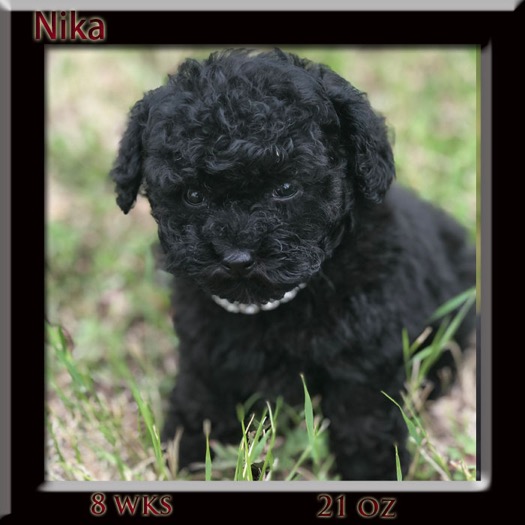 Nika 8 week