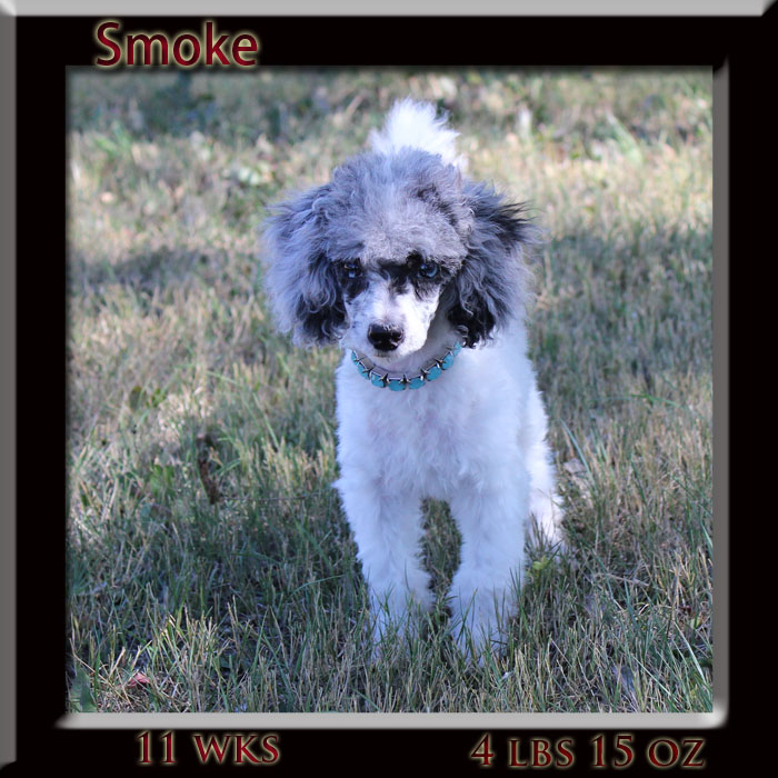 smoke11wks