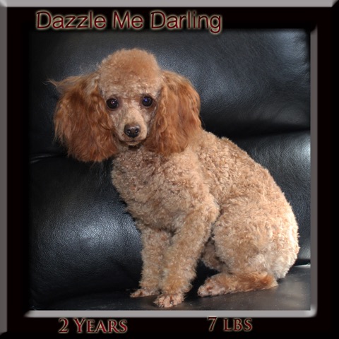 dazzlemedarling2yrs