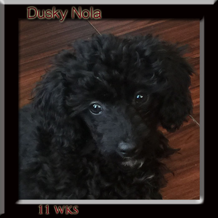 Dusky nola face 11 wk