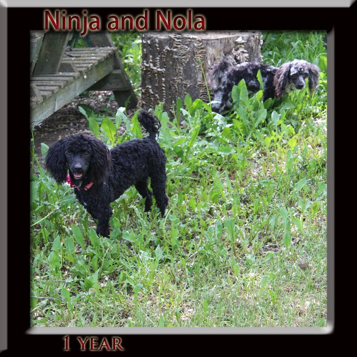 Nola and Ninja 1 yr