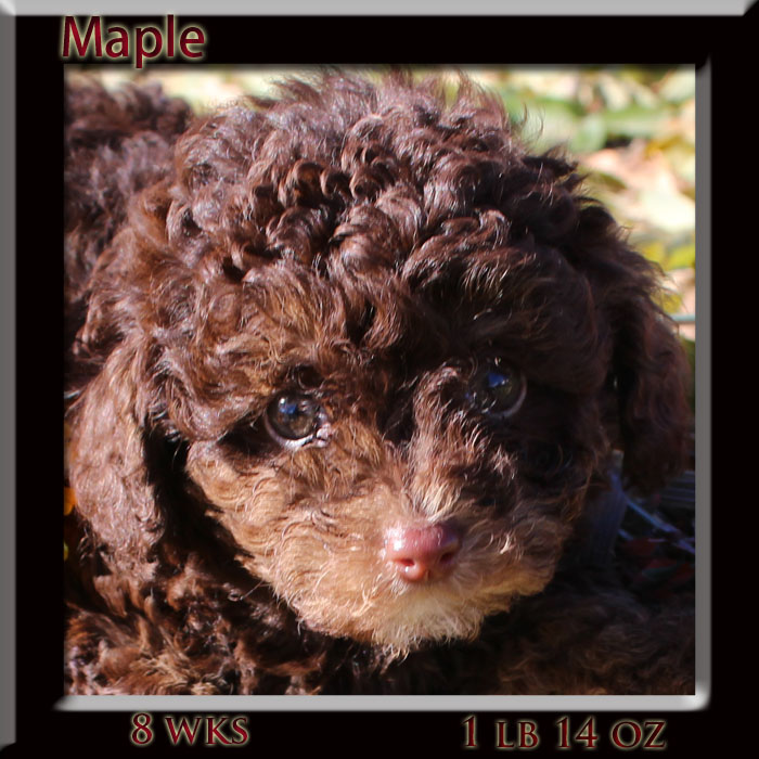 maple face 8 wk