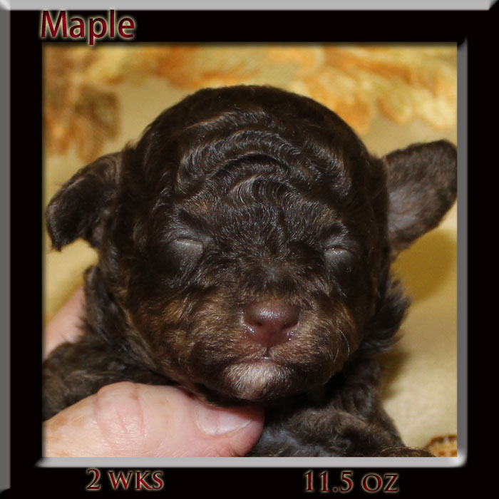 maple facw 2wk