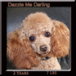 dazzle face 2yr