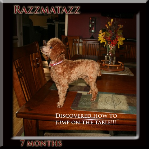 razz 7 mth on table