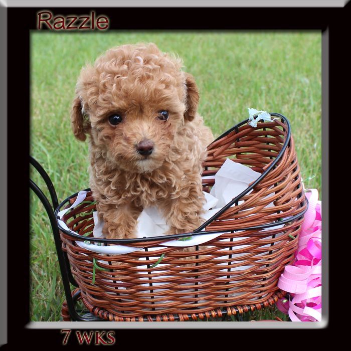 Razzle7week