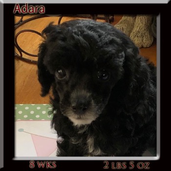 adara face 8 wk