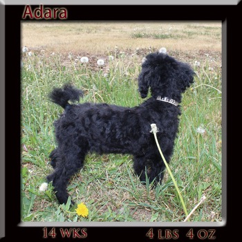 adara14 week