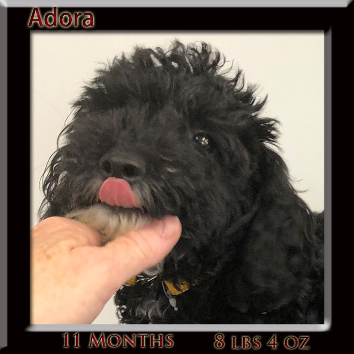 adora 11mth