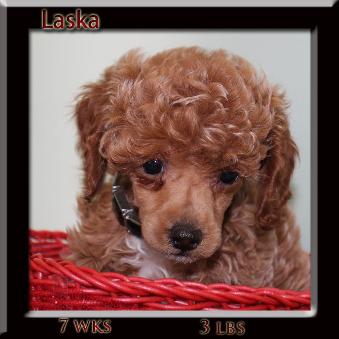 laskaface 7wks