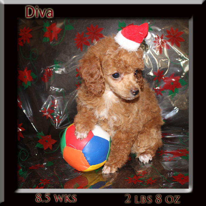 Diva 8 week