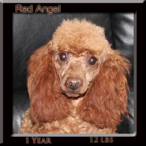 REd Angel 1 yr