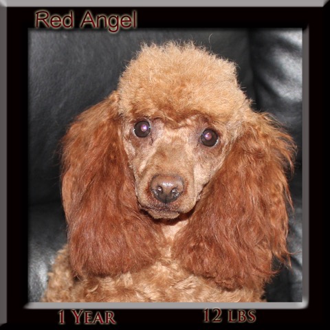 REd Angel 1 yr