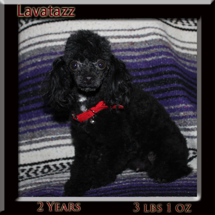 lavat 2yr