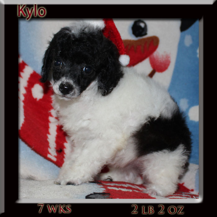 kylo 7 week s