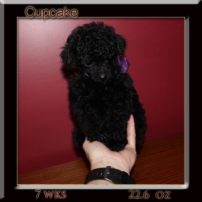 cc 7week