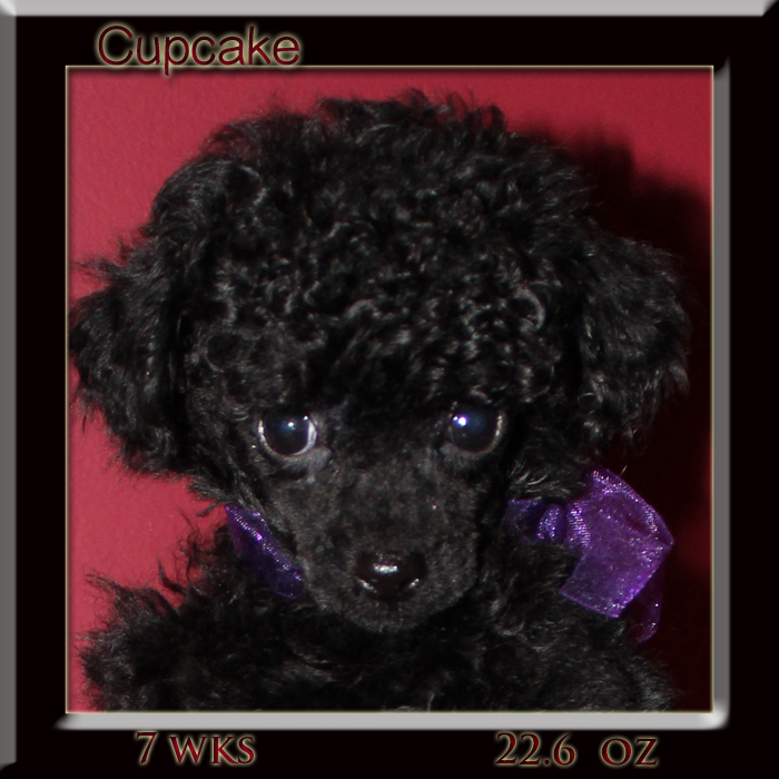 cupcake face 7 wk