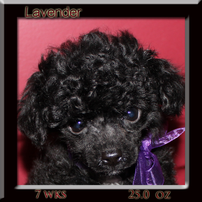 lavender7wk face