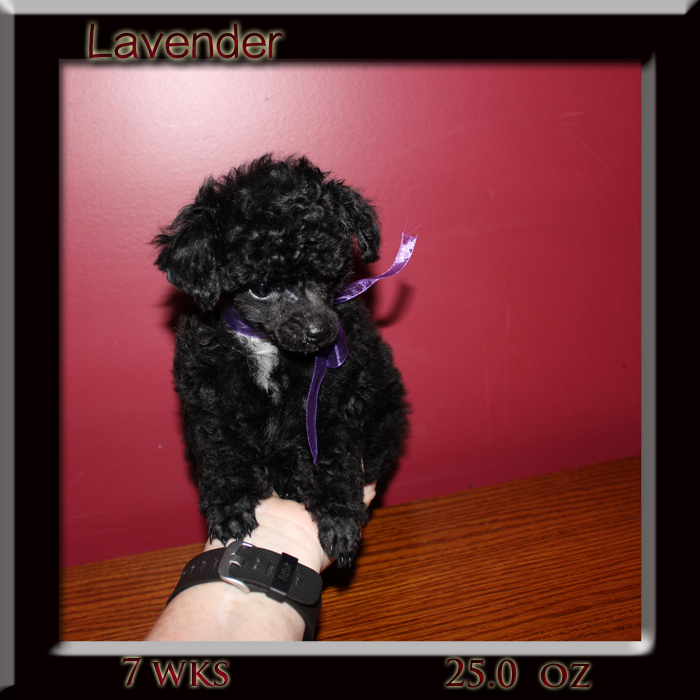 lavender7wkin hand