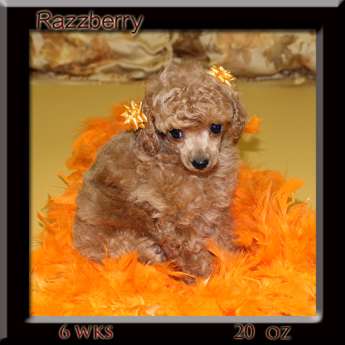 razzberry6wk