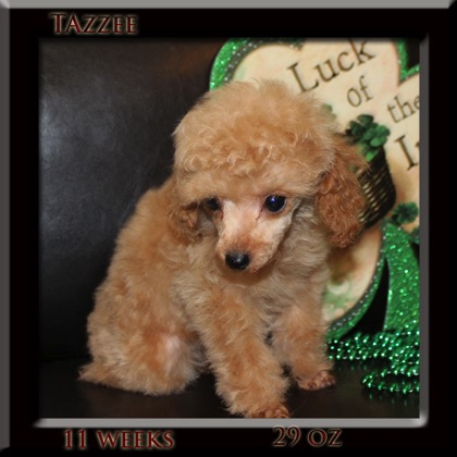 tazzee 11wk
