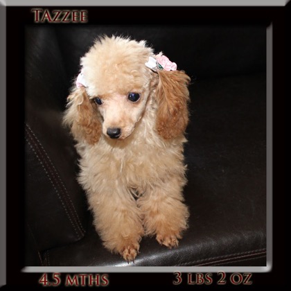 tazzee 4.5 month