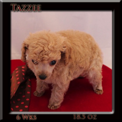 tazzee 6k