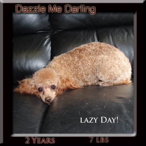 dazzle 2yrs