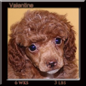 valentine6-wk-face