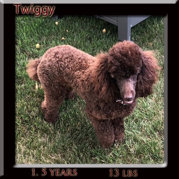 tiggy 1.5 yrs