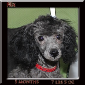 nix head 5mth