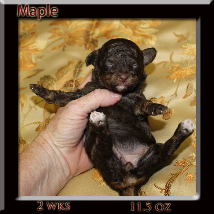 maple 2 wks