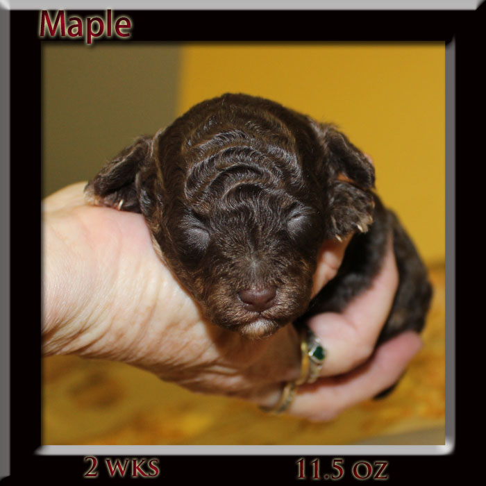 Maple2wek