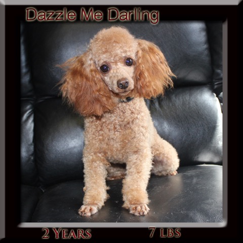 dazzle2