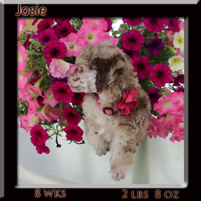 josie 8 wk