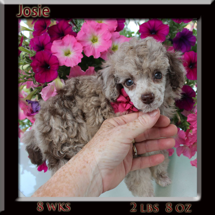 josie 8wk