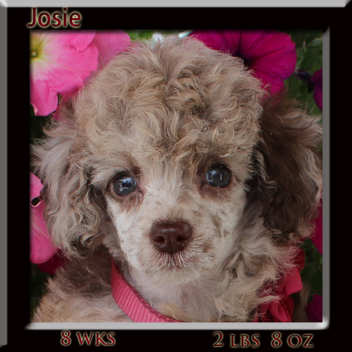 josie head 8wk