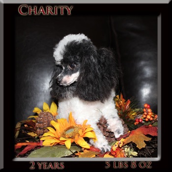 charity 2