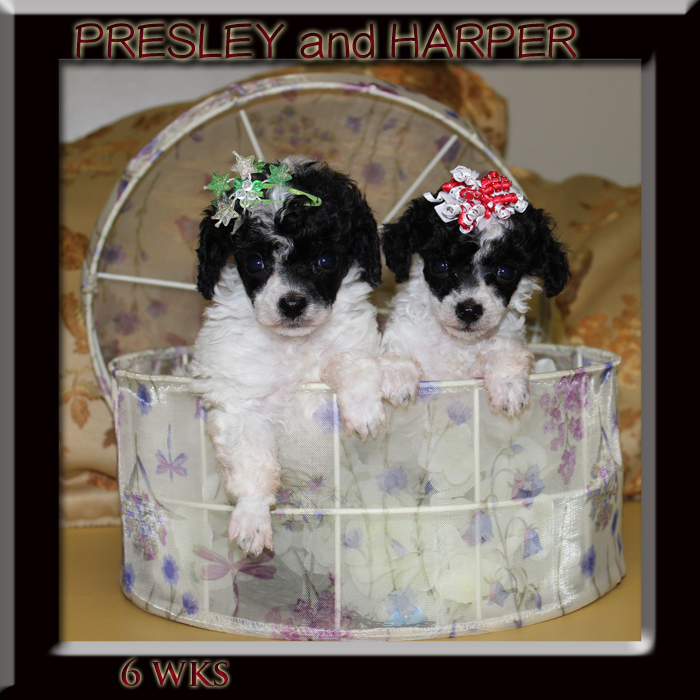 CHARITY PUPS 6 WK