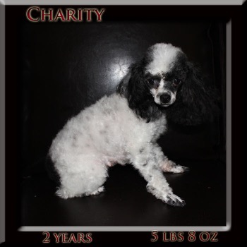 charity2years ld