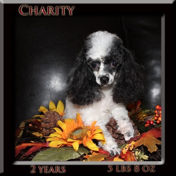 charity2years