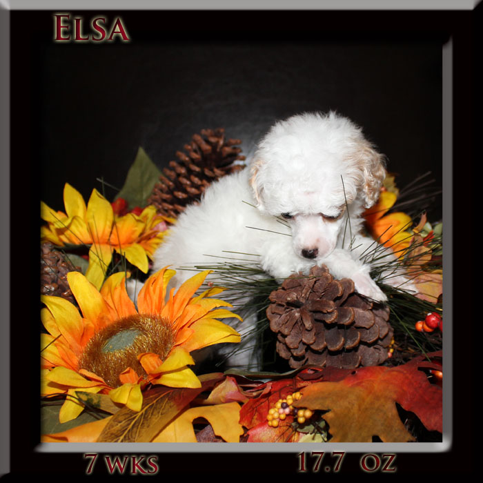 elsa7weksold