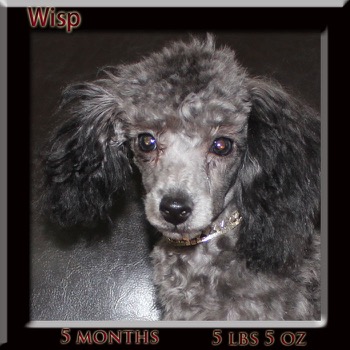 5month wisp