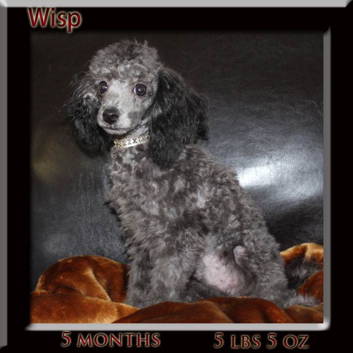wissfire toy poodles
