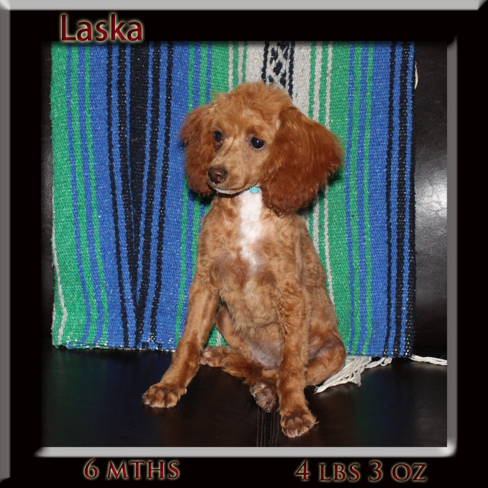 laska6 mth