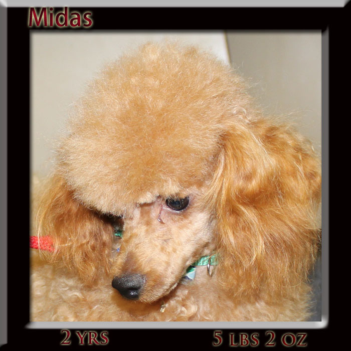 midas face 2yr