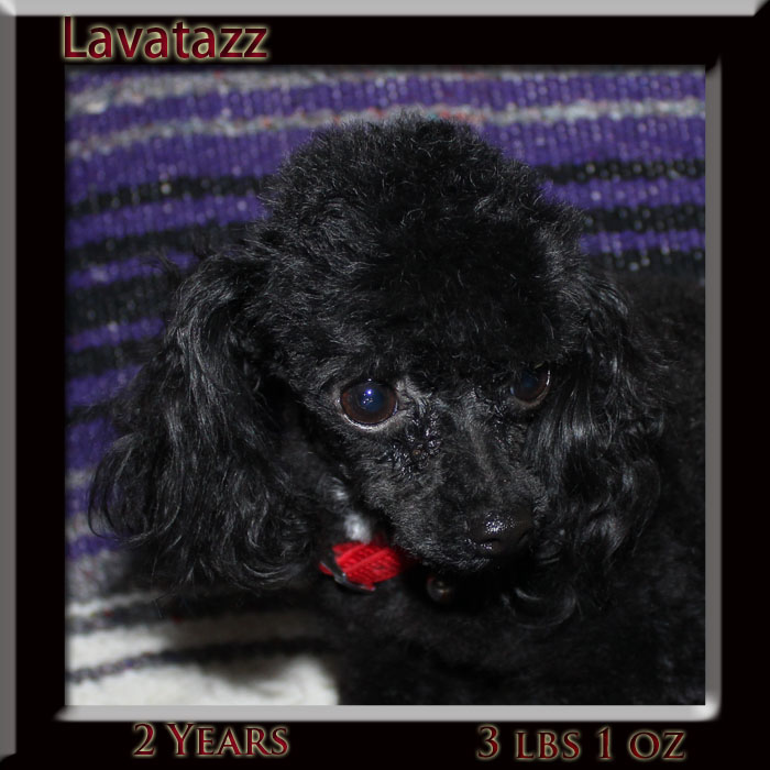 lava face 2yr