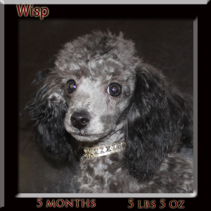 wisp face 5