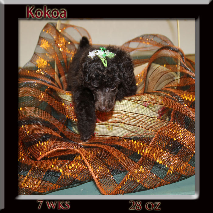kokoa7wk